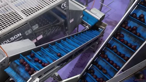 Bits on a level conveyor belt in a food processing plant. Fruit processing Stock Footage 241297538