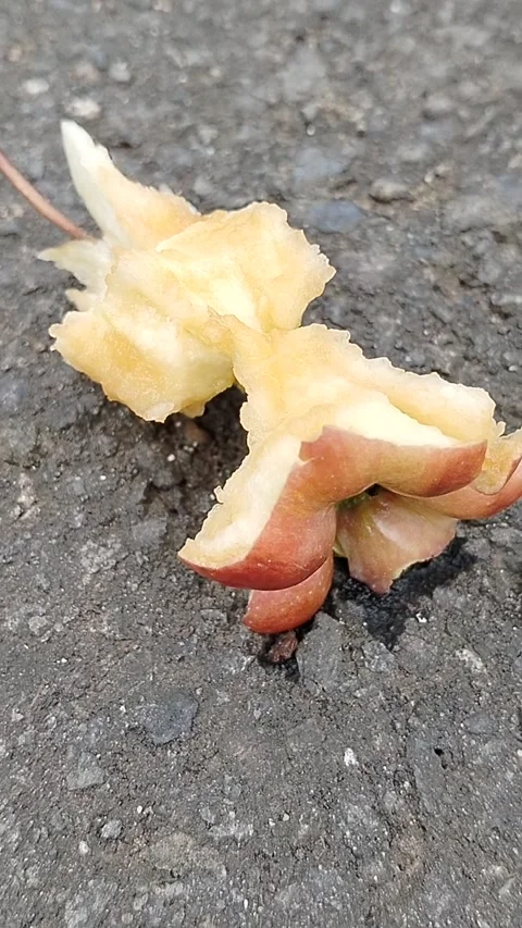 Bitten apple discarded on rough asphalt pavement, representing food waste, litte Stock Footage 337913586