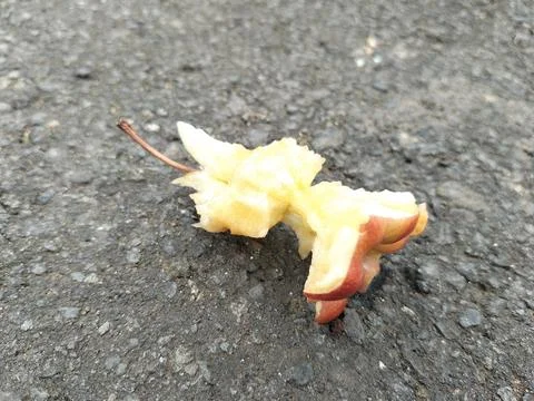 Bitten apple discarded on rough asphalt pavement, representing food waste Foto stock