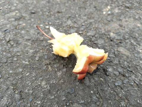 Bitten apple discarded on rough asphalt pavement, representing food waste, litte Foto stock
