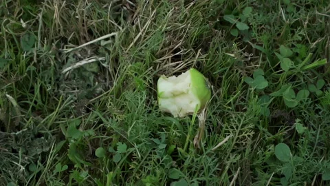 A bitten off apple lies in the grass Video stock 157646673