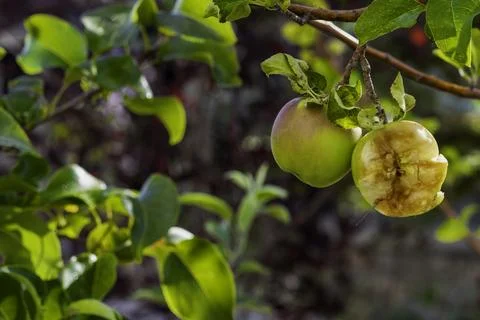 Bitten Apple Stock Photos