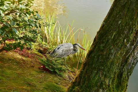Bitten on lake side Stock Photos