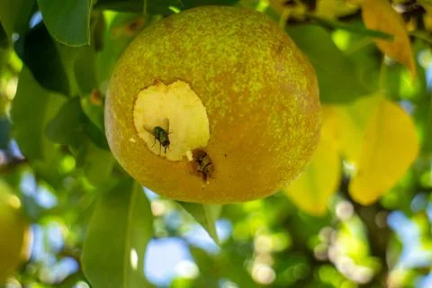Bitten pear hanging on tree branch with green fly feeding on sweet fruit Stock Photos