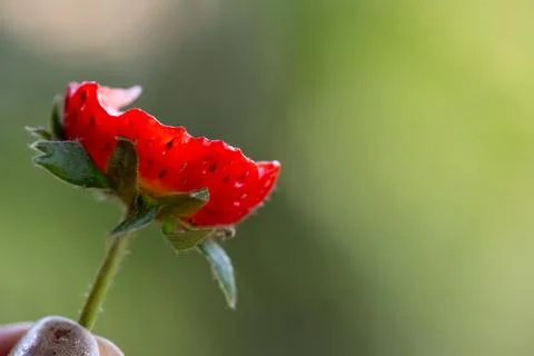 Bitten off strawberry Stock Photos