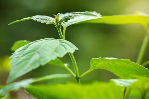 Bitter bush or siam weed and morning sunlight. Stock Photos
