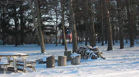 Bitter cold morning- trees move lightly Stock Footage 45706491