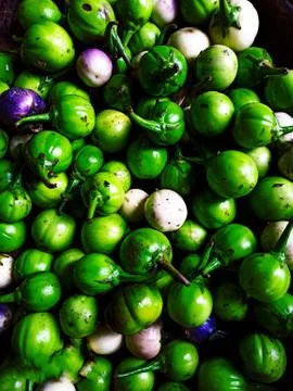 Bitter eggplant Foto stock