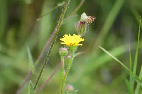 Bitter fleabane in bloom closeup view with blurry plants in background Stock Photos