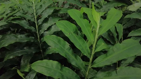 Bitter ginger or shampoo ginger (Zingiber zerumbet) plants Stock Footage 200622280