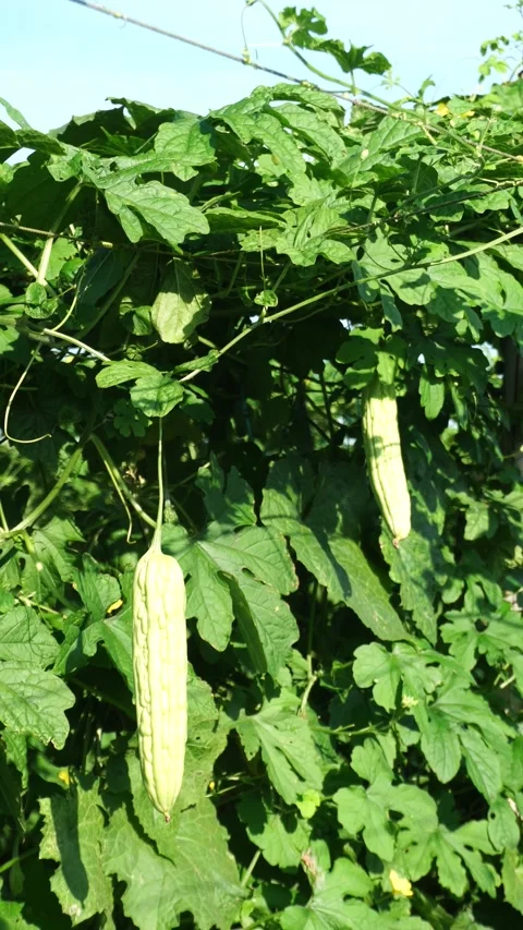 Bitter Gourd Fruit on the Tree Stock Footage 327577647