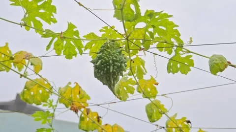 Bitter Gourd Hanging on Vine Stock Footage 311515490
