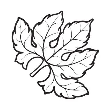 Bitter gourd leaf in outline Stock Illustration
