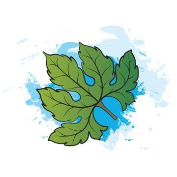 Bitter gourd leaf over blue paint strokes Stock Illustration