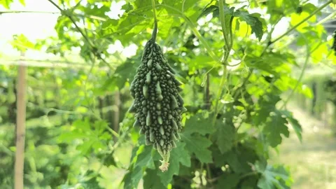 Bitter gourd a Nutritious and Distinctive Vegetable Stock Footage 308835048