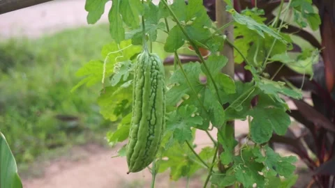 Bitter gourd or bitter melon on the tree Stock Footage 296198049