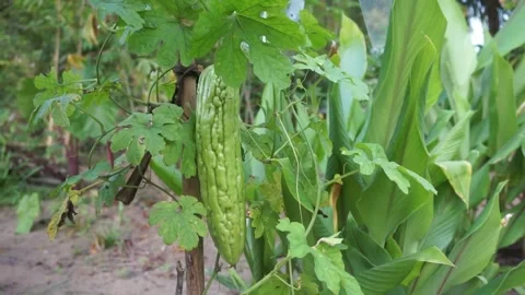 Bitter gourd or bitter melon on the tree Stock Footage 296198284