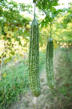 Bitter gourd Stock Photos