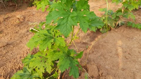 Bitter gourd plant. Stock Footage 246314743
