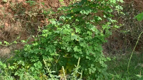 Bitter gourd plant vine. Stock-Footage 273287261