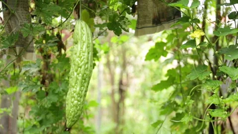 Bitter Gourd In Vegetable Garden Stock Footage 138674692