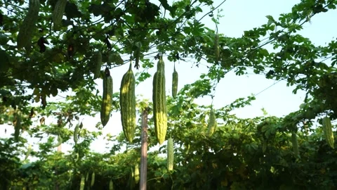 Bitter Gourd Vegetable Group Video stock 327577739