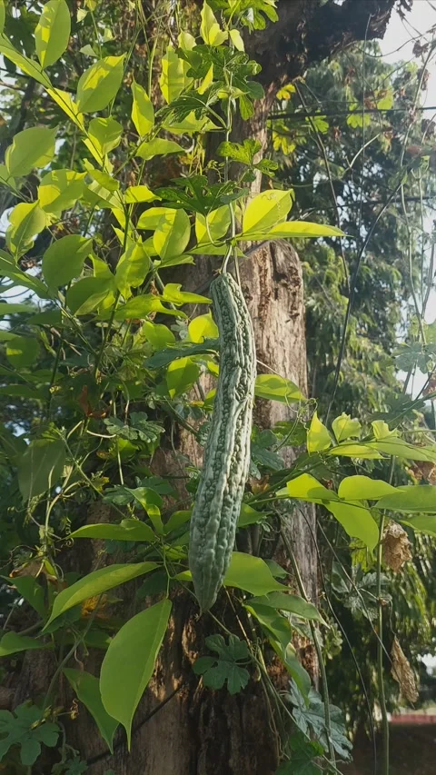 Bitter Gourd, Vertical View Stock Footage 312108421