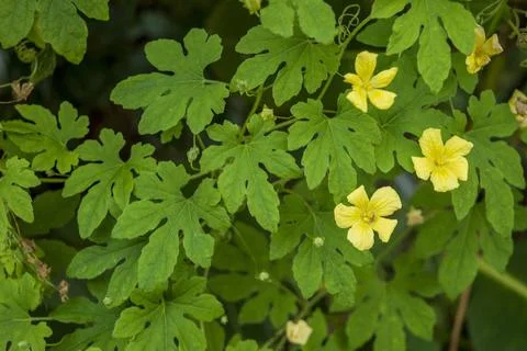 Bitter gourd vine Stock Photos