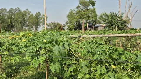 Bitter Gourd Vines Spreading On Bamboo Trellis Bangladesh Stock Footage 339640678