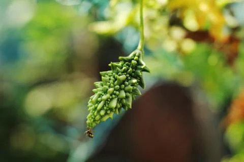 Bitter ground with leaf Stock Photos