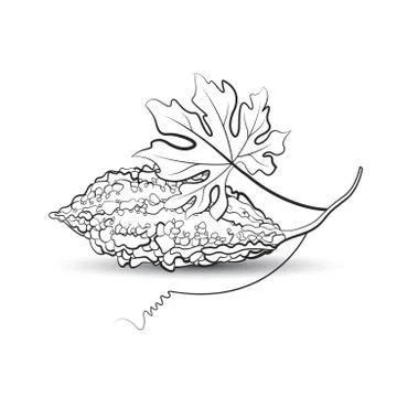 Bitter guard in black Stock Illustration