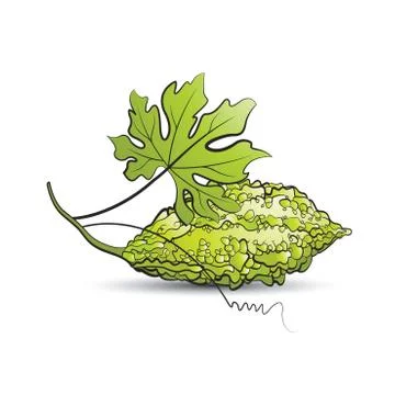 Bitter guard in color Illustrazione stock