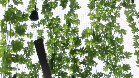 Bitter Melon and Wind Chimes Swaying in the Breeze Stock Footage 327444639
