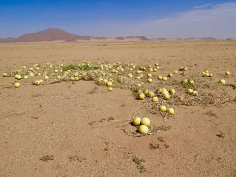 Bitter melon in the desert Stock Photos