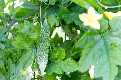 Bitter melon on farm Stock Photos
