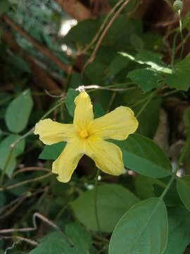 Bitter melon Flower  Stock Photos