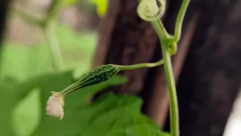 Bitter melon flower Foto stock