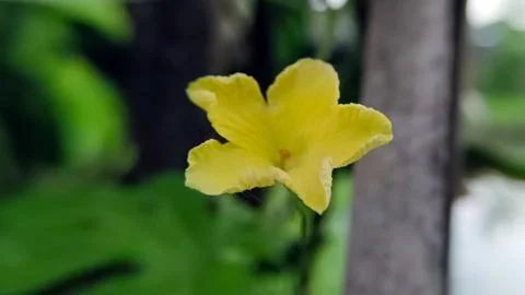 Bitter melon flower Stock Photos