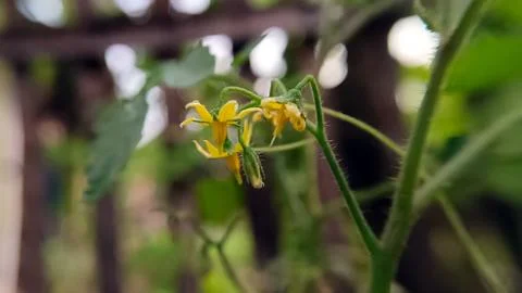 Bitter melon flower Stock Photos