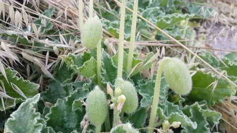 Bitter melon flowers and berries Stock Footage 157391192