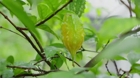Bitter melon fruit is ripening in the small garden in front of the house. Stock Footage 319728637