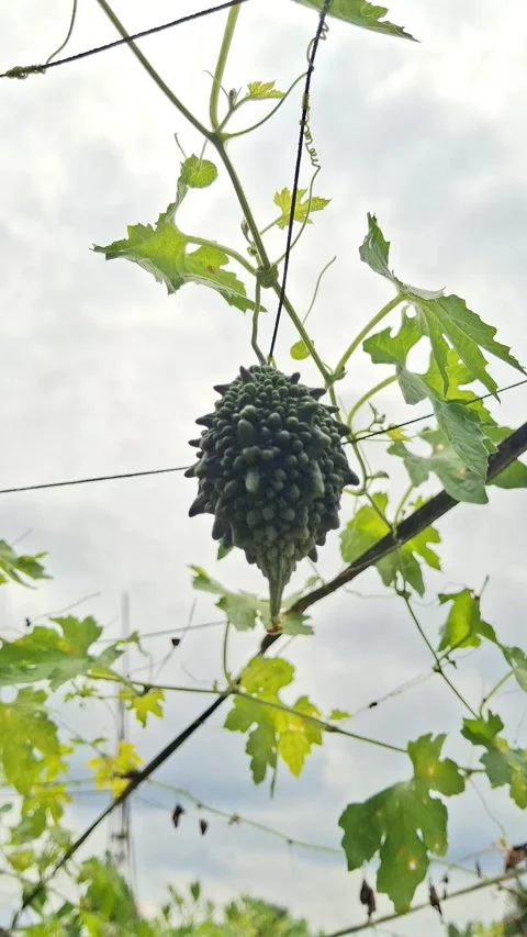 Bitter Melon Growing on Vine with Green Leaves Stock Footage 342590180