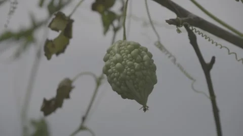 Bitter Melon Hanging from Vine Close Up Stock Footage 345025067
