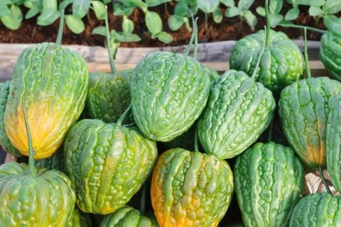 Bitter melon has green and yellow color Stock Photos