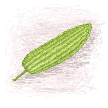Bitter melon Stock Illustration