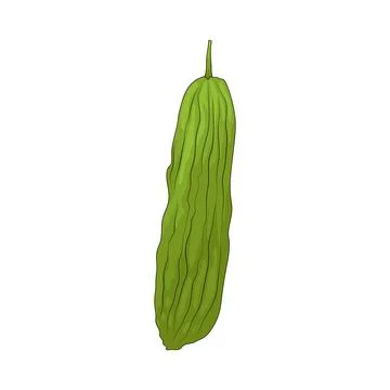 Bitter Melon illustration Stock Illustration