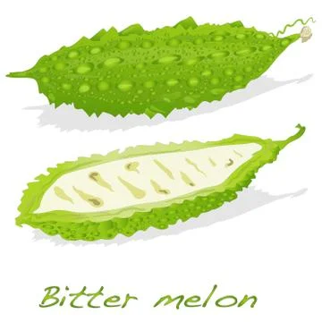 Bitter melon isolated Stock Illustration