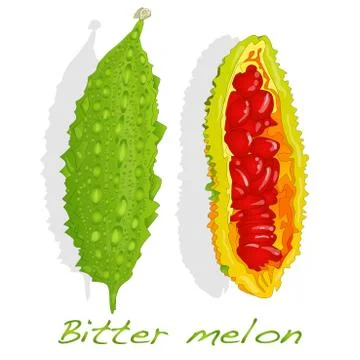 Bitter melon isolated Stock Illustration