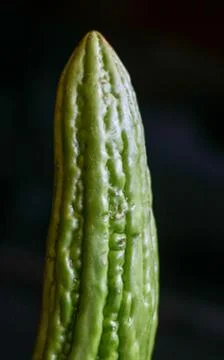 Bitter melon Stock Photos
