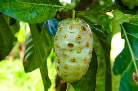 Bitter melon Stock Photos